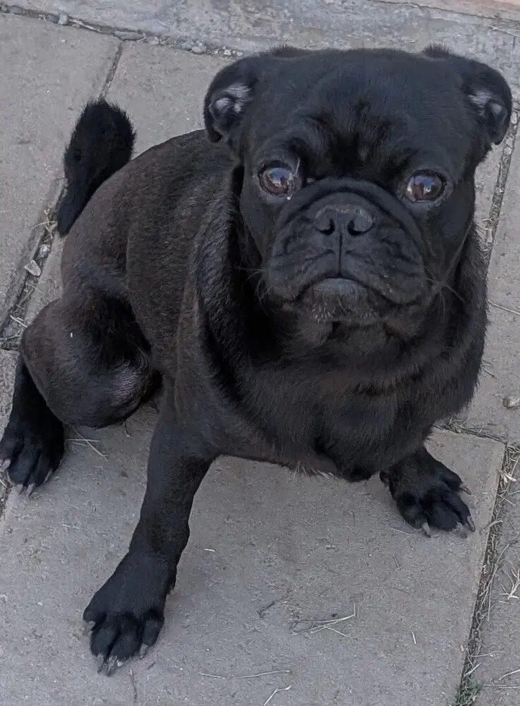 Miles - Pug