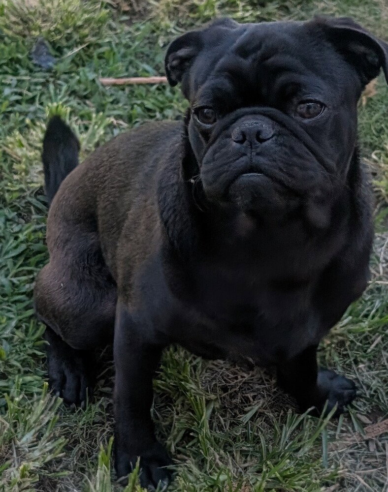 Miles, Pug
