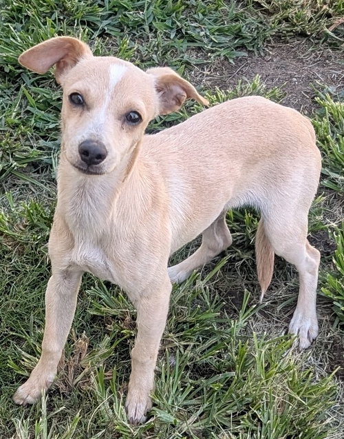 Auto, a dog for adoption from Paws 4 A Cause Rescue