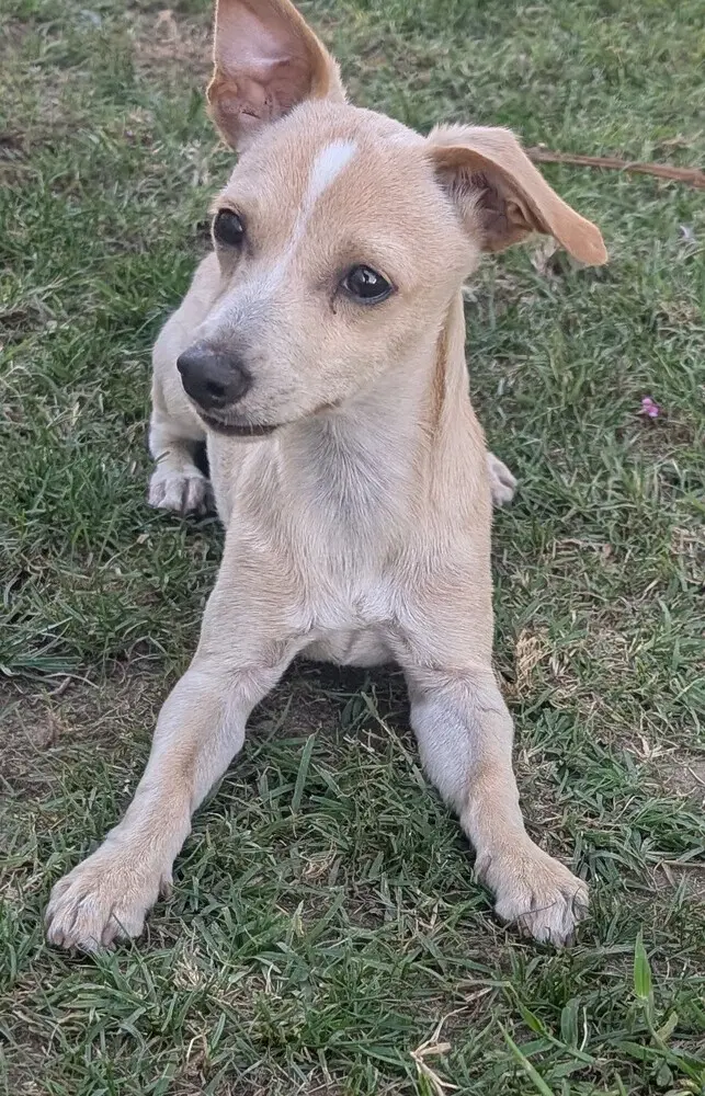 Auto - Chihuahua