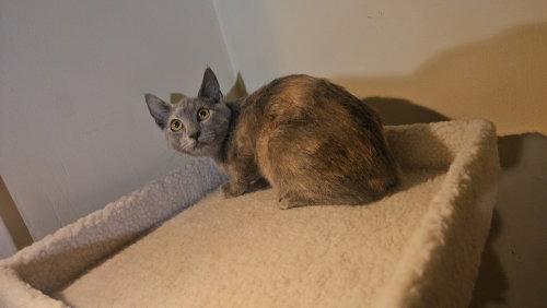 Smokey, a cat for adoption from Paws 4 A Cause Rescue