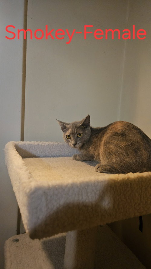 Photo 2 of Smokey