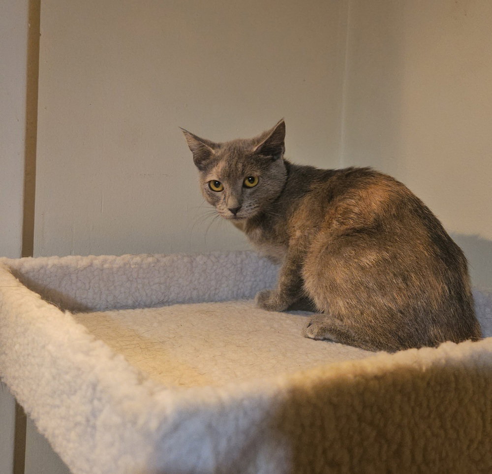 Smokey, photo 3