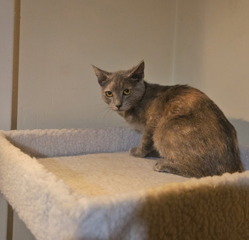 Photo 3 of Smokey