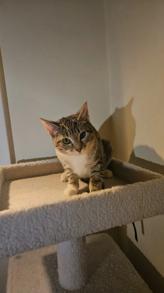 Penny - Maine Coon