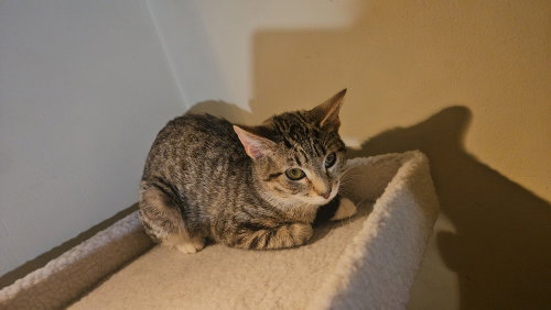 Photo 3 of Penny