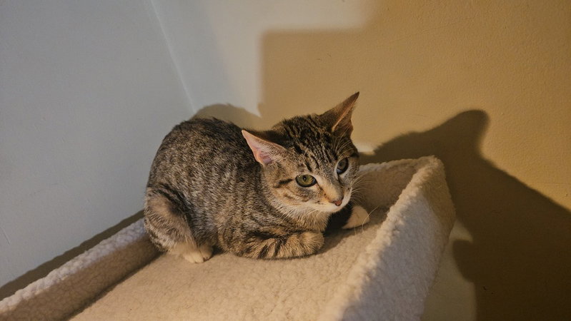 Penny, photo 3