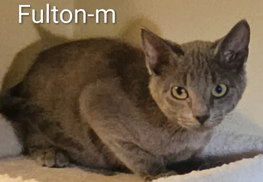 Fulton - Maine Coon