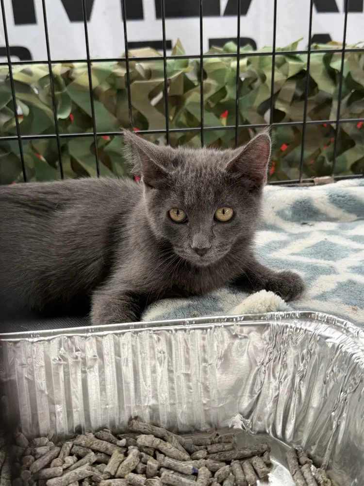 Carz - Domestic Short Hair
