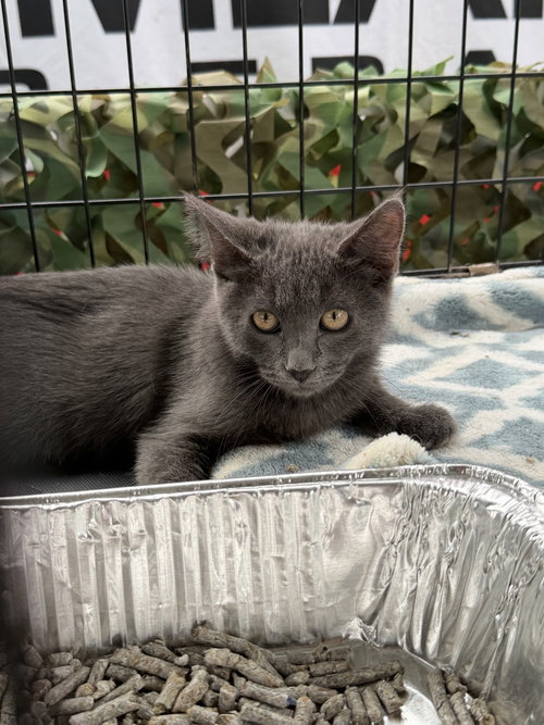 Carz, a cat for adoption from Paws 4 A Cause Rescue