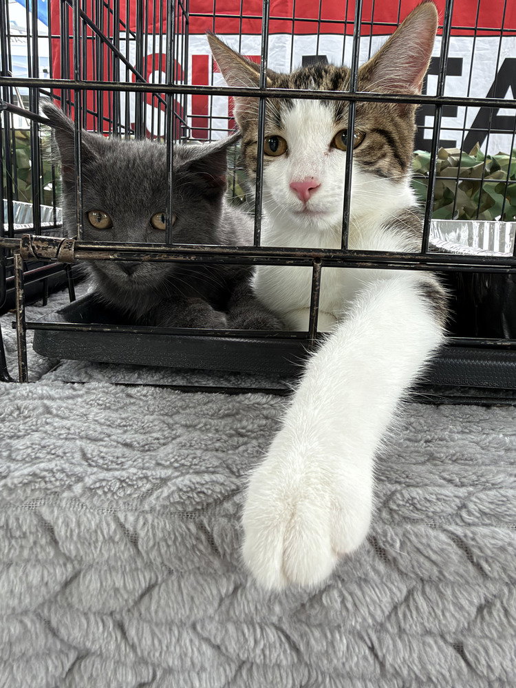 Czar, photo 2