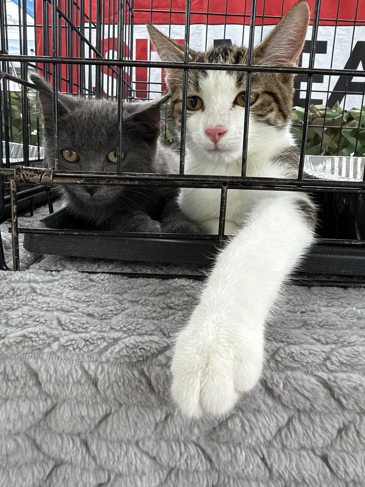 Carz image 2