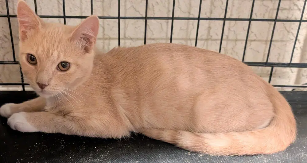 Sunny - Domestic Short Hair