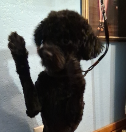 Louie