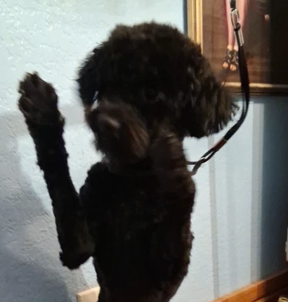 Louie