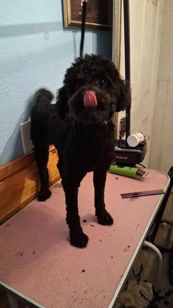 Louie image 4
