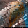 Pip