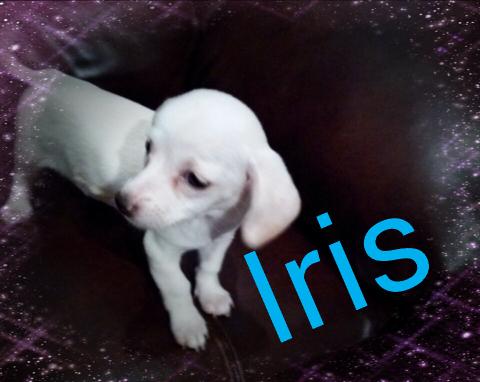 Iris