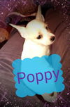 Poppy