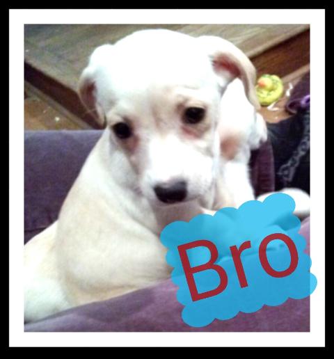 Bro