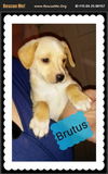 Brutus