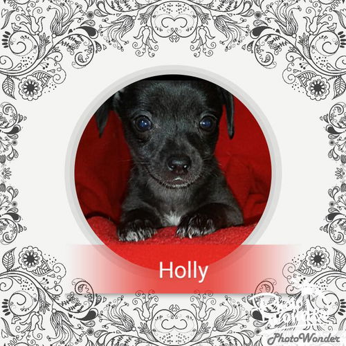 Holly