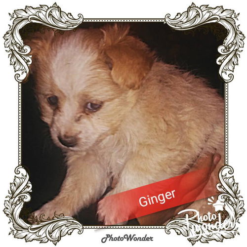 Ginger