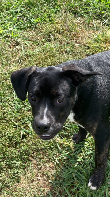 adoptable Dog in Augusta, WV named Zeus