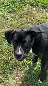 adoptable Dog in , WV named Zeus