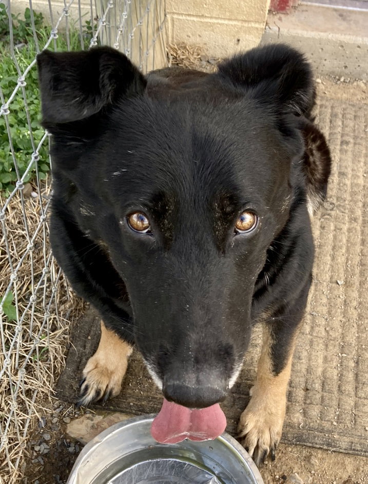 Dog for Adoption Phoenix, a German Shepherd Dog in Keyser, WV Alpha Paw