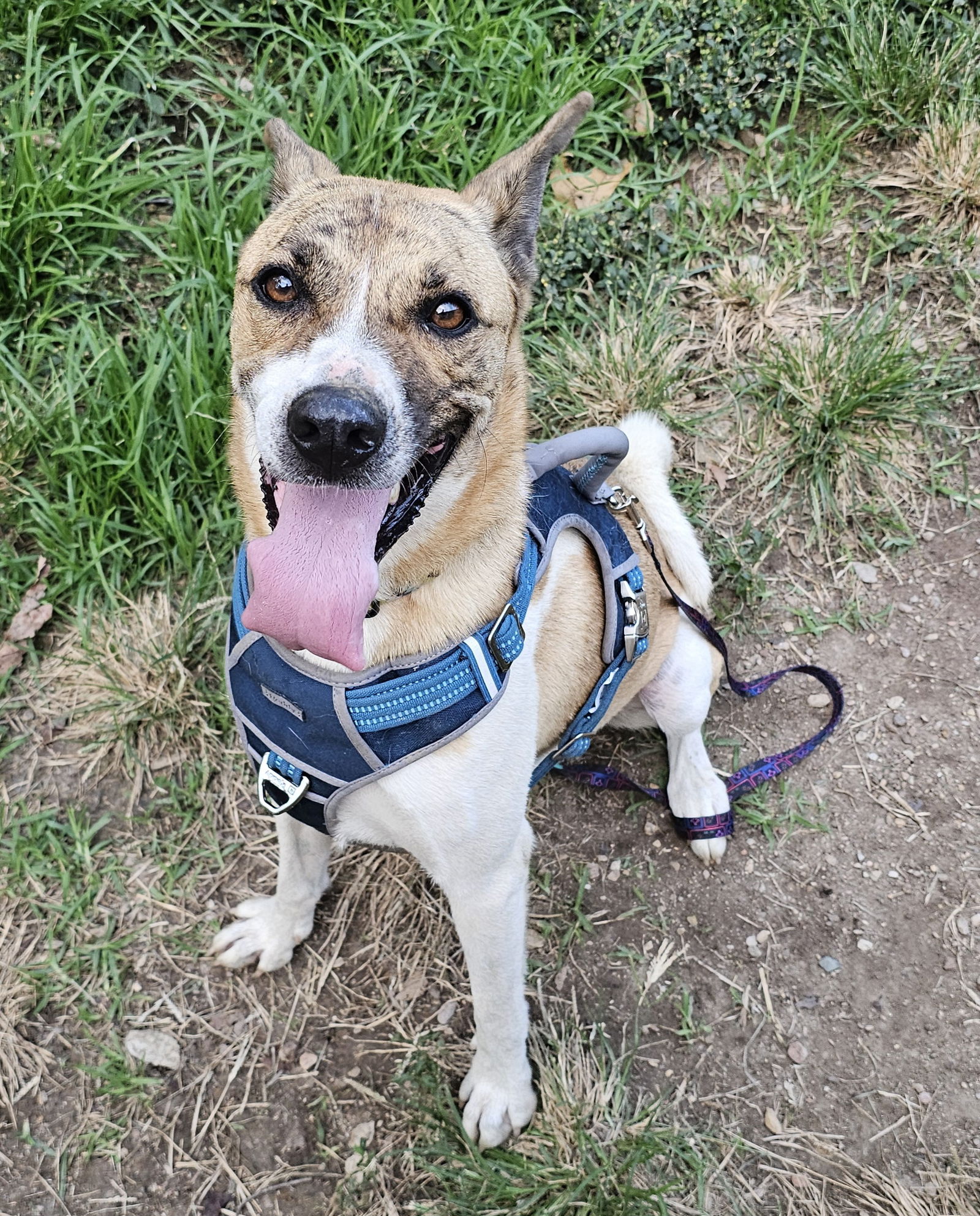 adoptable Dog in Blacksburg, SC named Molly