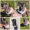 Nala - Photo 1