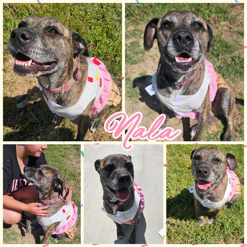 picture of the dog needing adoption