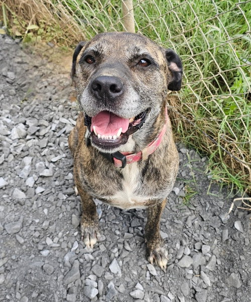 picture of the dog needing adoption