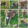 Nala - Photo 5