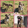 Nala - Photo 4