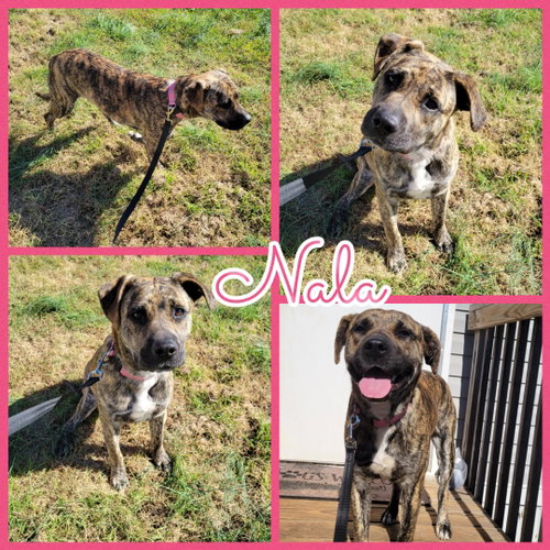 Nala photo 5