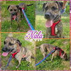 Nala - Photo 3