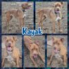 adoptable Dog in blacksburg, SC named Kayak