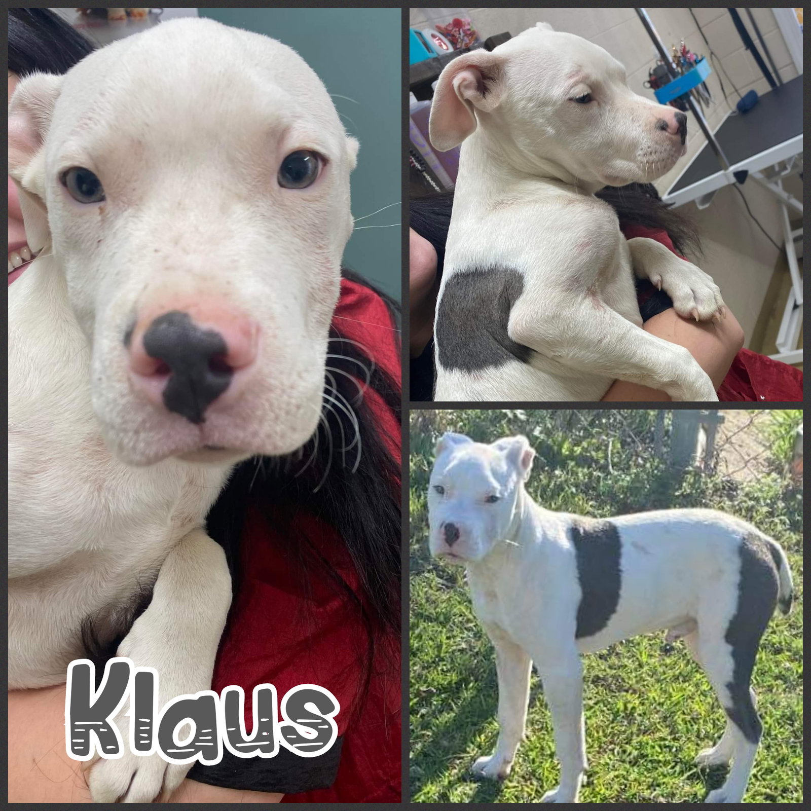 Dog for Adoption Klaus, a Pit Bull Terrier in South Gastonia, NC