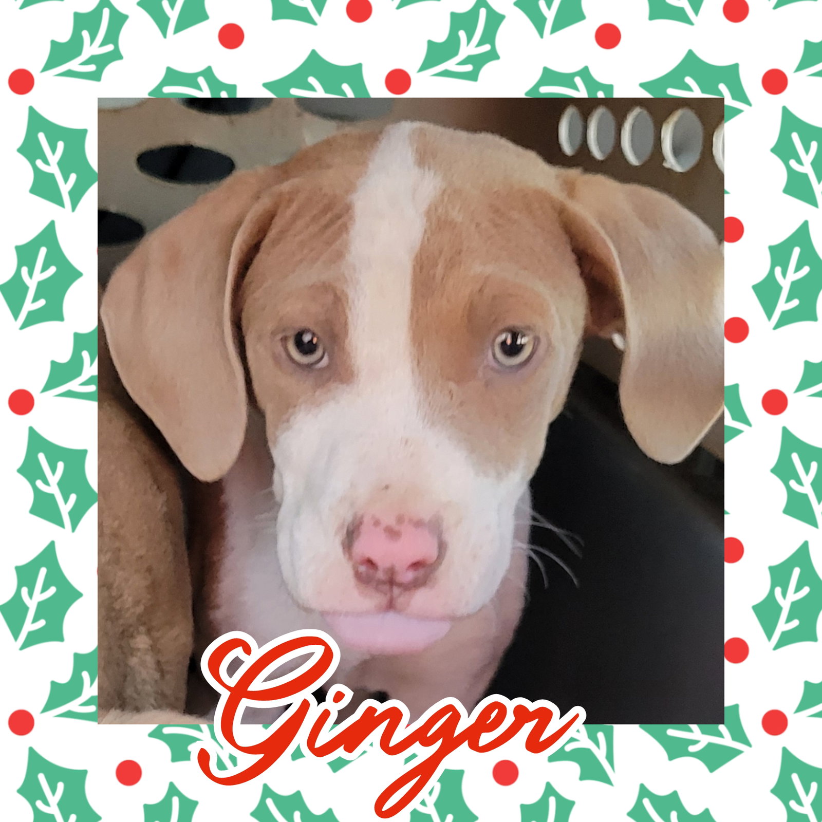 Dog for Adoption Ginger, a Labrador Retriever in Gastonia, NC Alpha Paw
