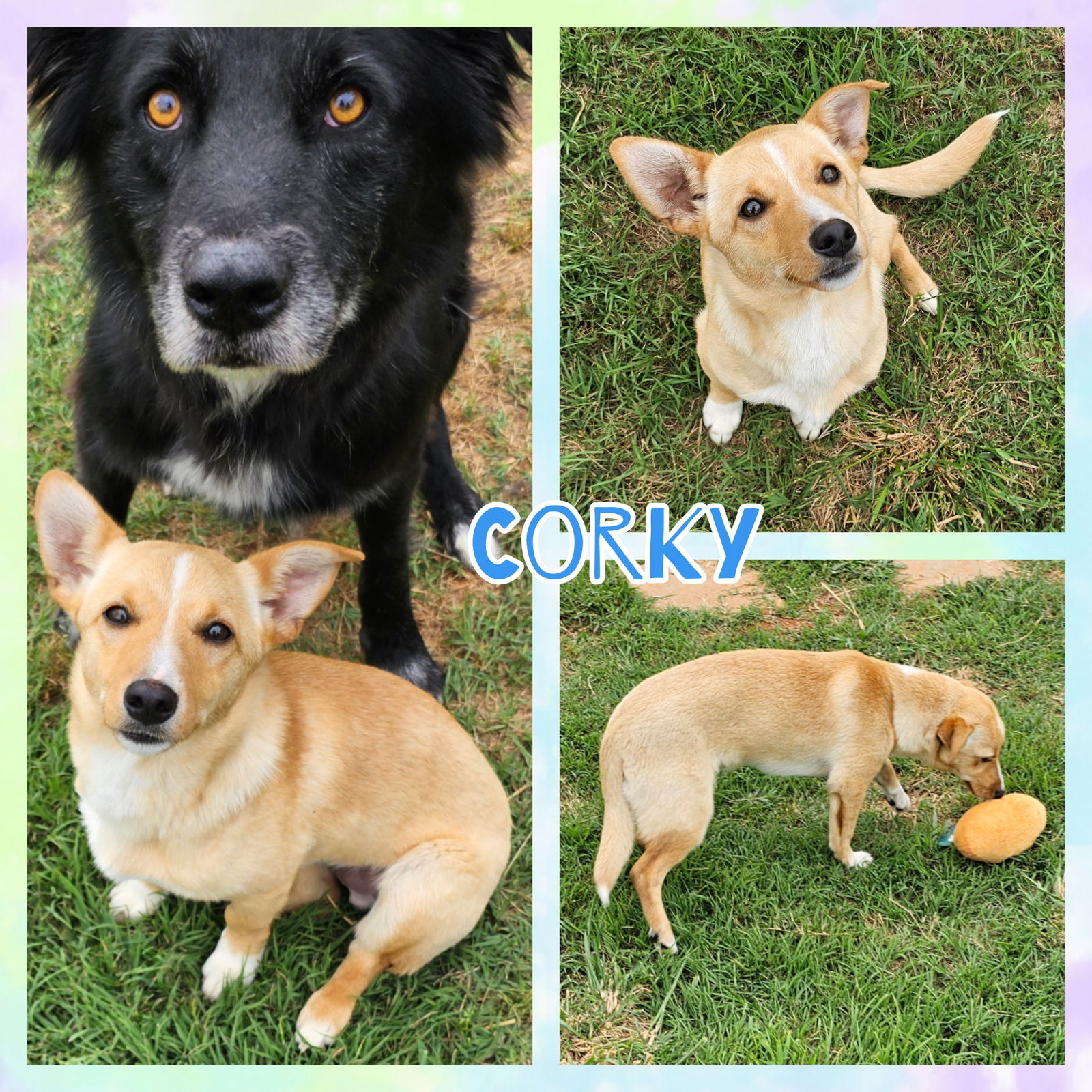 Dog for Adoption - Corky, a Corgi in Clover, SC | Alpha Paw