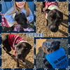 adoptable Dog in blacksburg, SC named Tyrone