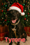 Tyrone - Photo 1