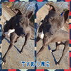 Tyrone - Photo 5