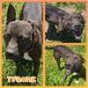 adoptable Dog in blacksburg, SC named Tyrone