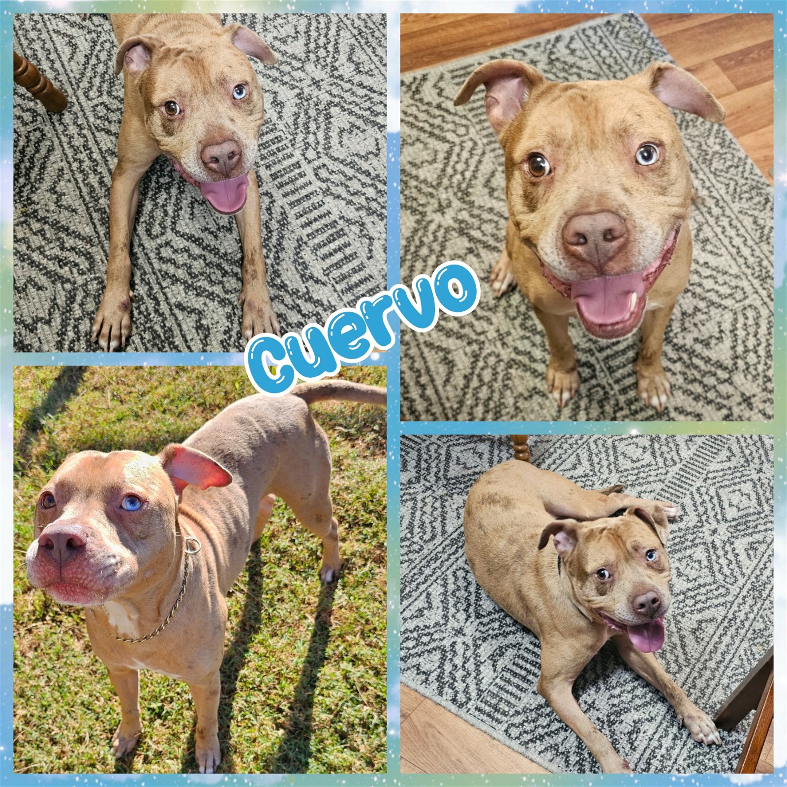 adoptable Dog in Blacksburg, SC named Cuervo