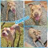 adoptable Dog in blacksburg, SC named Cuervo