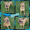 adoptable Dog in , SC named Cuervo