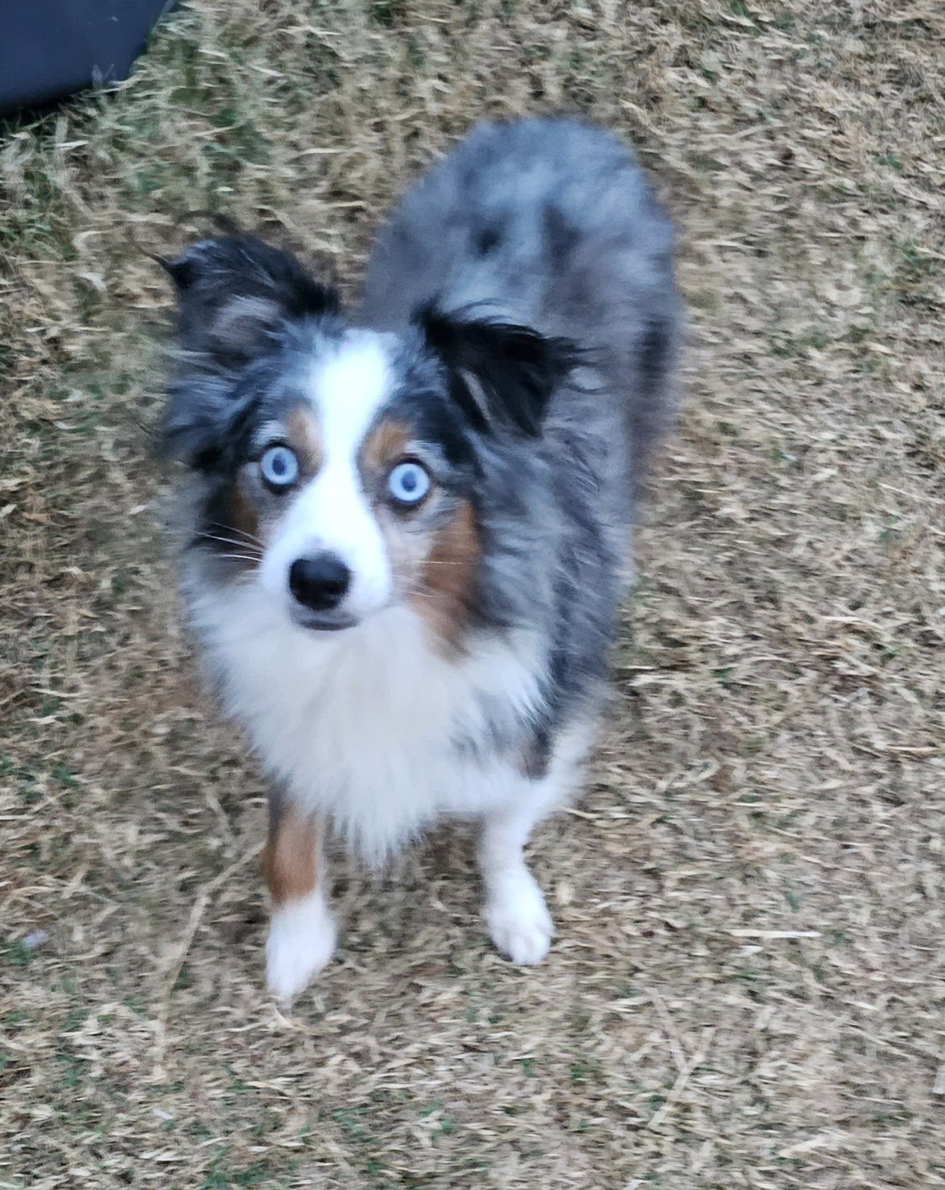 Dog for Adoption Rush, a Australian Shepherd in Glen Alpine, NC